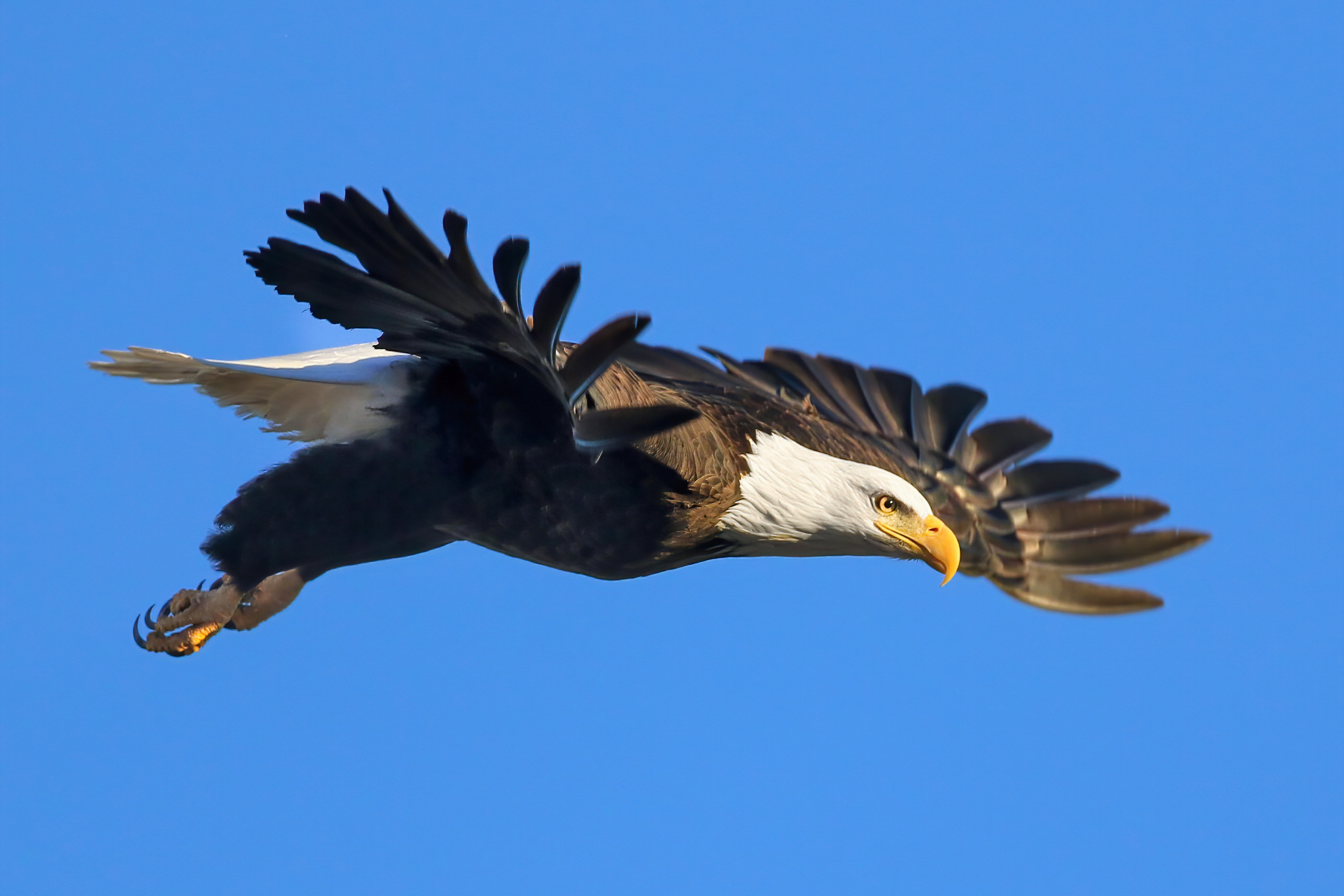Bald Eagle